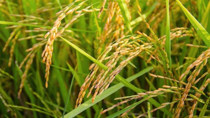 Researchers design salt-tolerant varieties of Indian rice