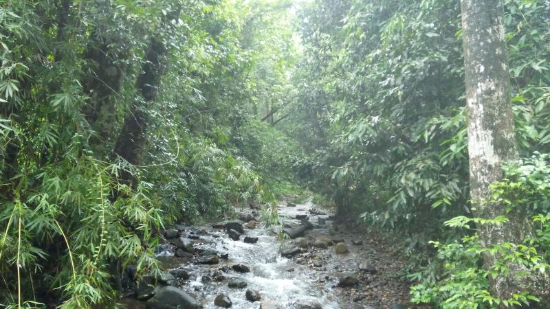 Planting native trees help degraded rainforest recover significantly in the Western Ghats