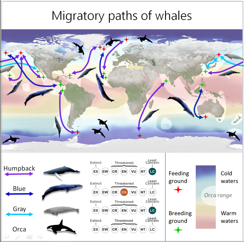 Killer Whale Migration Map   Whale Infographic V2 