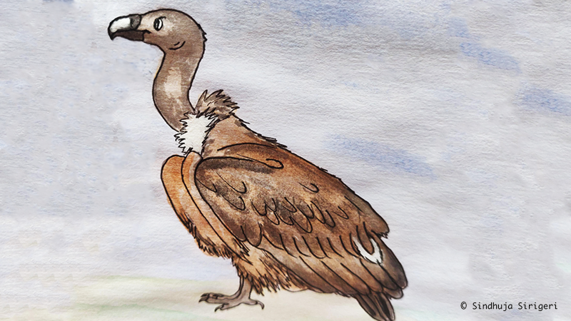 Study reveals the secret lives of white-rumped vultures in the Western Ghats