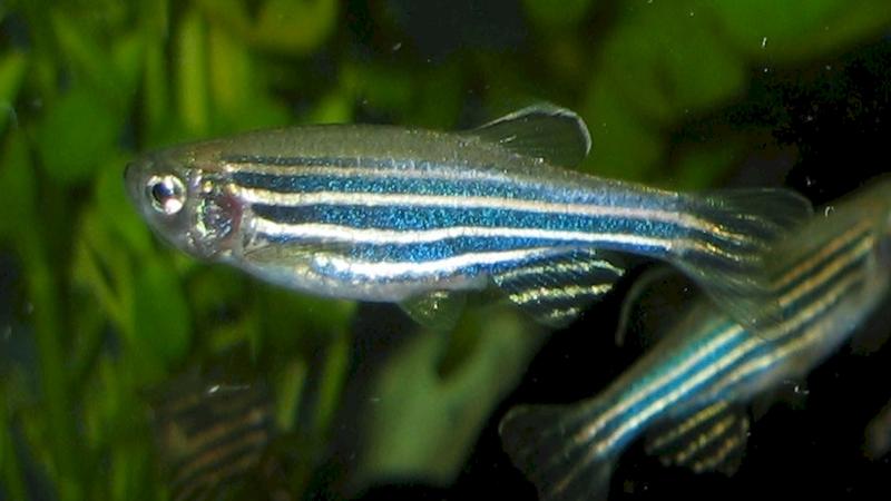Study shows zebrafish use visual cues to find food in turbid water