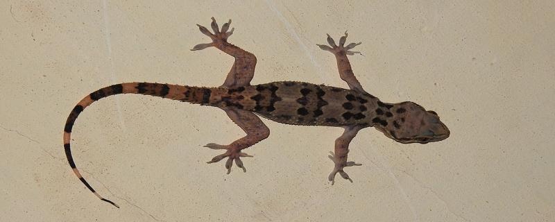 Hello, Gecko! Where do you come from?