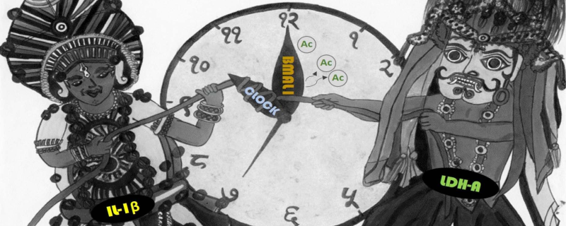 Unlocking the role of biological clock molecules in cancer cells