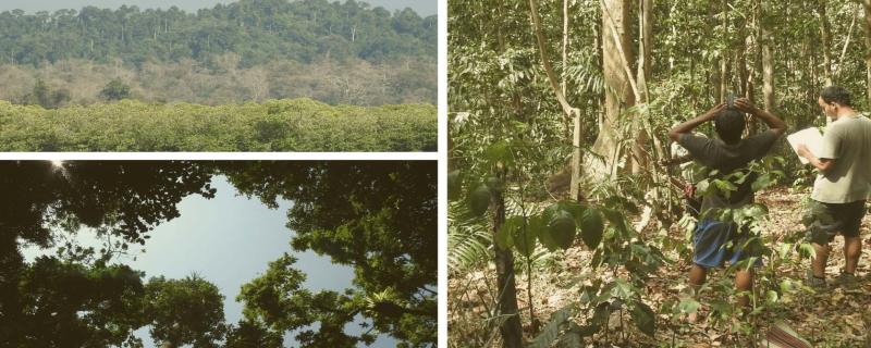 Reduce frequency of forest logging to preserve Andaman’s biodiversity, suggest experts