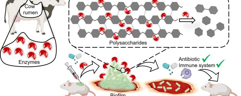 Enzymatic dispersion of K. pneumoniae biofilm ─ enhancing antibiotic and immune system efficacy, leading to curing infection (Image: Reshma Ramakrishnan)