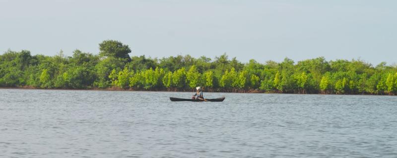 Coastal Mangroves