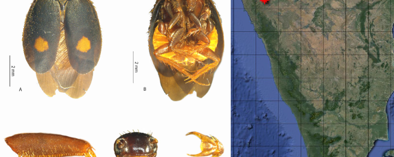 Euthyrrhapha pacifica species