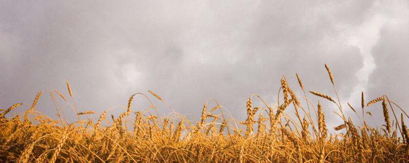 Representative image of air pollution affecting crops