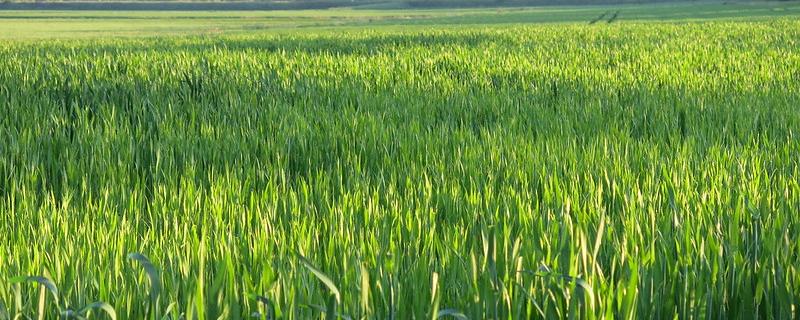 Lush green Wheat Field. Photo: Bayer CropScience UK