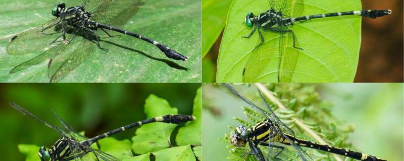 Merogomphus aryanadensis (Top) from Kerala and Merogomphus flavoreductus (Bottom)