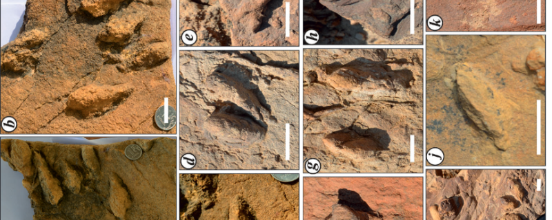 Lockeia gigantus trace fossils found from Fort Member. Credit: Authors