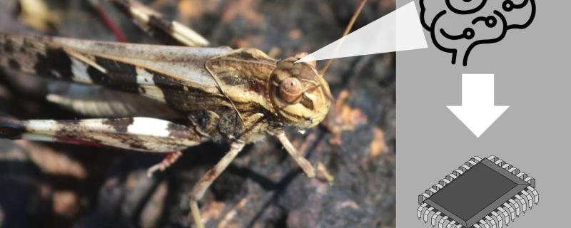 Representative image of mimicking locust brain. Credit: Dennis Joy