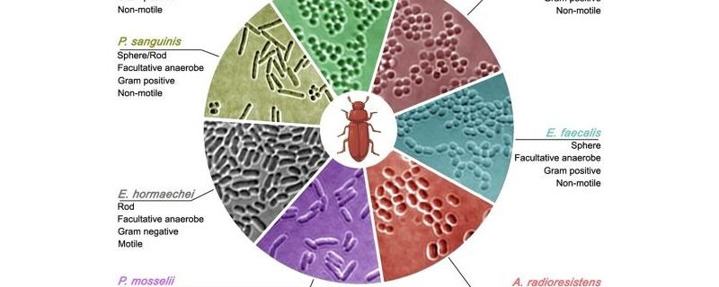 Different gut-derived microbial strains from red flour beetles, were imaged in brightfield (pseudo-coloured for enhanced contrast). Schematic of the red flour beetle is created in BioRender (M. S. (2024) BioRender.com/y37r627).