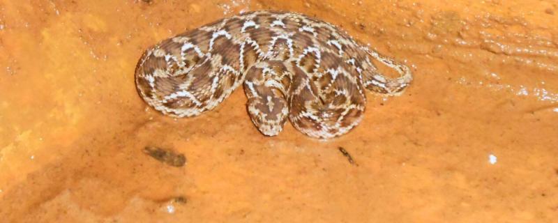 Saw-scaled Viper