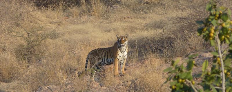 How accurate are India’s tiger numbers?