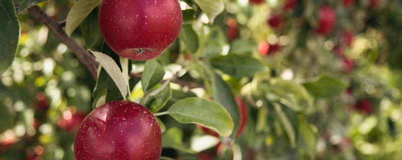Climate change is driving apple orchards higher up in the Himalayas, and geoengineering could be a stopgap