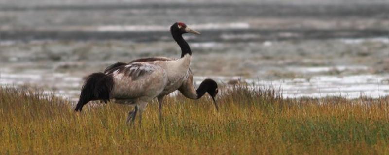 A proposed dam in Arunachal Pradesh threatens Black-necked Cranes’ habitat