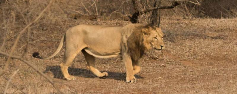 Genetic diversity in India’s lions is dangerously low, and that’s a big problem