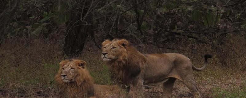 An accurate count of Asiatic lions could help design better conservation practices