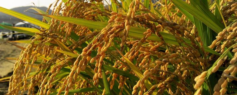 Researchers identify key genes that help rice adapt to water scarcity