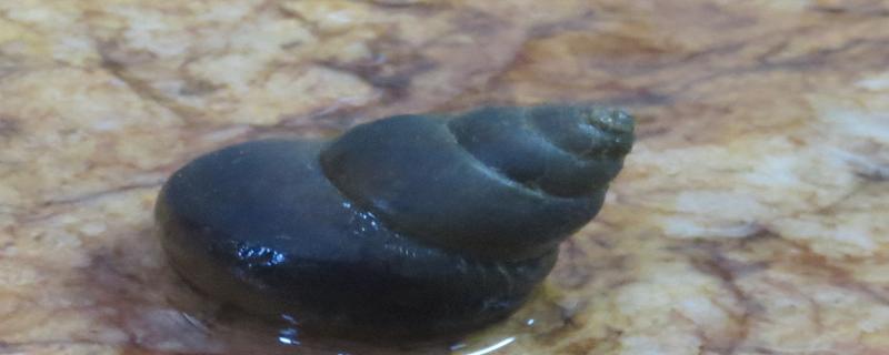 Mystery river snail reveals dispersal events into Indian subregion
