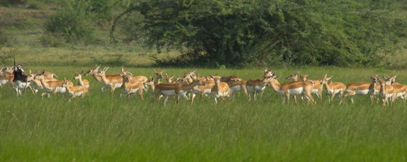 How did the iconic blackbuck evolve? IISc scientists find new insights