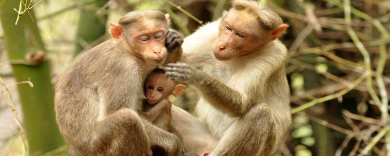 Study finds monkeys use gestures to communicate, just like apes.