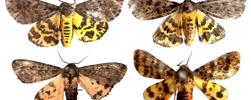 Meet the new tiger moths discovered from the Western Ghats of Maharashtra