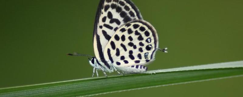 Pierrot butterflies take scientists from museum collections to the outdoors and back!