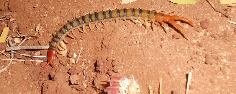Representative image of Centipede