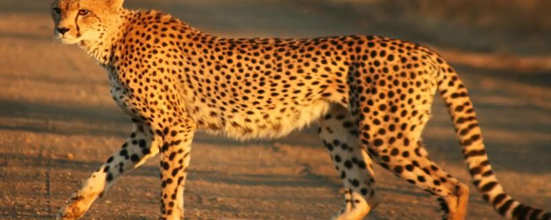 New insights on the evolution of cheetahs may help decide the best move on reintroduction
