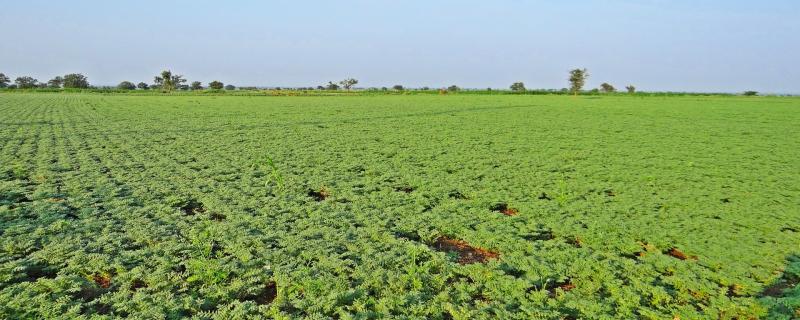 Local bacteria may outcompete introduced ones, affecting chickpea yield