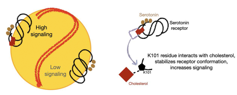 A cholesterol aid inside cells to sense serotonin levels outside