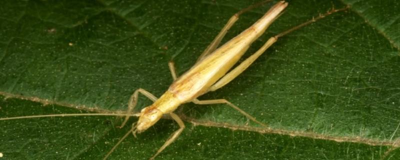 Sex without getting caught: Interactions between tree crickets and their predators
