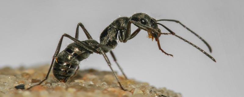 For these ants, the road to their new nest is almost never long