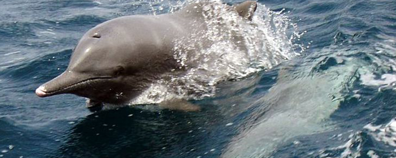 Researchers identify hotspots for marine mammal strandings