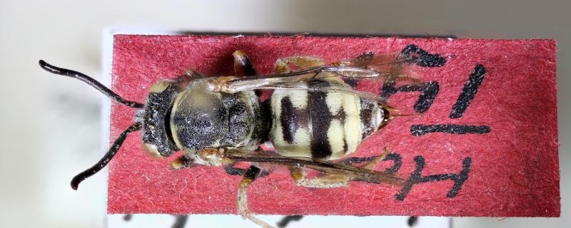 When an Austrian museum held the key to the rediscovery of an Indian cuckoo bee species 