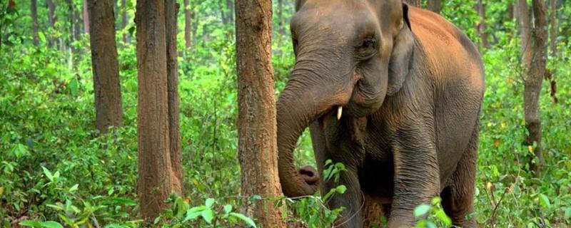 Jumbos in trouble: Asian elephants set to lose almost half of their present habitat, says study