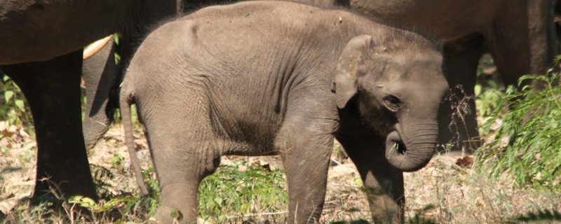 Right or Left: Elephant calves pick their ‘trunk handedness’ early on in life