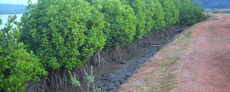 Mangroves