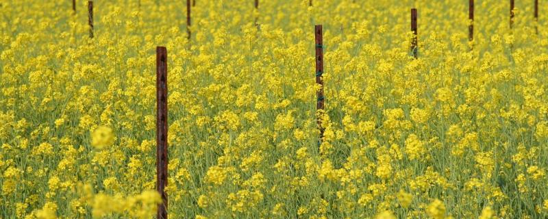 Tracing the footsteps of aphids to save India’s mustard crops