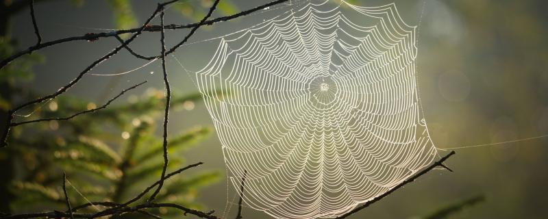 Weaving a web of wonder