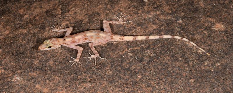 Researchers find three new species of geckos lurking under granite rocks in the Mysore Plateau