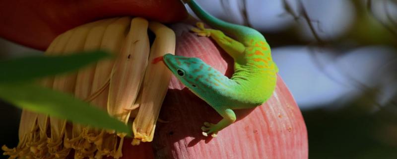 Confined without boundaries: The tale of the Andaman day geckos