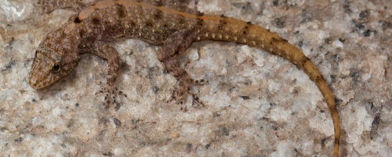 What does it take to discover geckos?