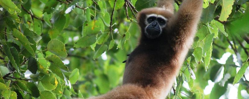 Ape fossil from Ramnagar could fill the gaps in understanding the evolution of gibbons