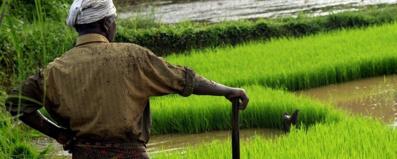 Study shows that climate impacts from rice cultivation are large but can be reduced drastically