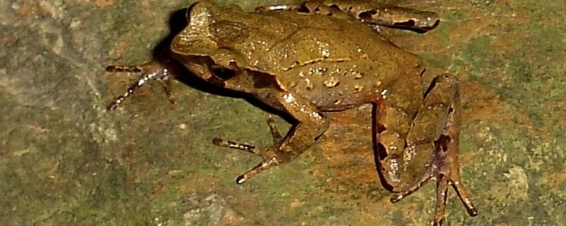 Three new species of horned frogs discovered from the forests of Northeast India