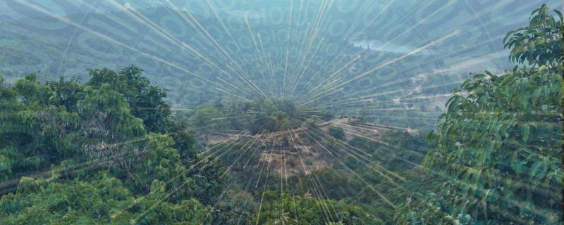 Here’s how machine learning could help in choosing the best policy for forest management 