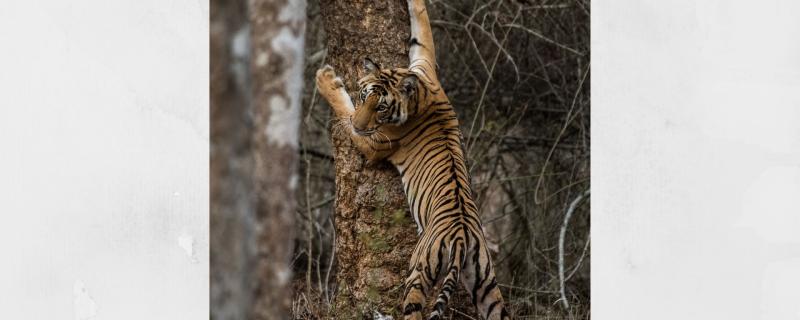 Not just numbers, DNA holds the key in tiger conservation 